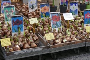 AM-FlowerMarket Bulbs